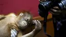 Seekor Bayi Orangutan yang diselamatkan dari perdagangan satwa liar ilegal di kantor perlindungan satwa liar, Kuala Lumpur , Malayasia, Senin (19/10/2015).  Rencananya Orang utan ini akan dijual kepada orang Malaysia.(REUTERS/Olivia Harris)