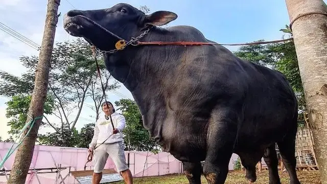 6 Potret Kebersamaan Irfan Hakim dengan Sapi Kurban dari 2019 Hingga Kini