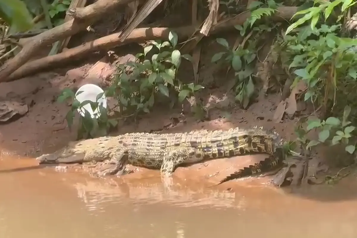 Penampakan buaya sedang berjemur di Kali Caringin dekat SMAN 5 Depok.
