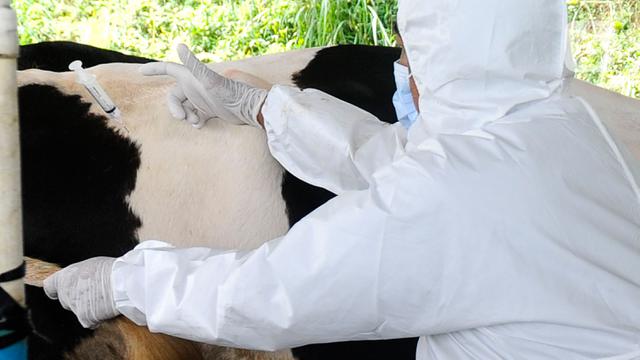 FOTO: Vaskinasi PMK di Pusat Sapi Perah Terbesar Bogor