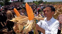 Presiden Joko Widodo (Jokowi) menghadiri panen raya jagung, di Desa Kampasi Meci, Kecamatan Manggelewa, Kabupaten Dompu, Nusa Tenggara Barat (NTB), Sabtu (11/4/2015). (Rumgapres/ Agus Suparto)