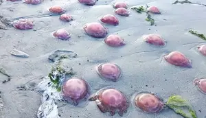 Heboh Ribuan Ubur-Ubur Merah Muda Terdampar di Pesisir Buton Tengah