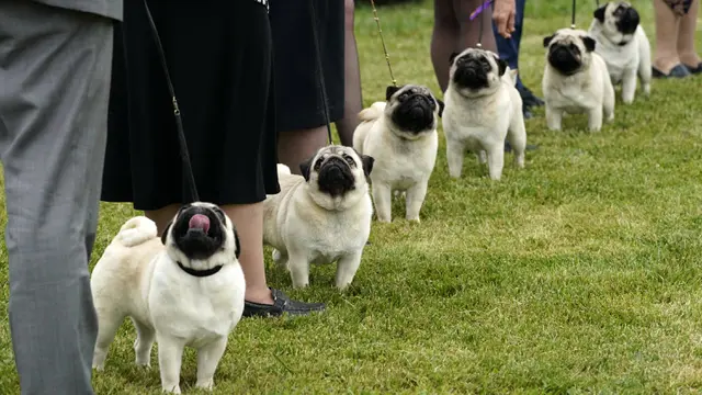 FOTO: Anjing-Anjing Menggemaskan Tampil di Westminster Kennel Club Dog Show