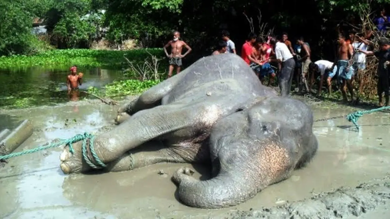 Gajah Tewas