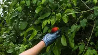 Cara Mengatasi Pohon Buah Tidak Berbuah, Panduan Lengkap untuk Panen Melimpah
