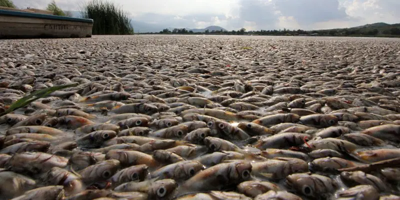 20150817-Puluhan Ribu Ikan Mati Tak Wajar di Meksiko