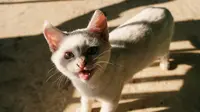 7 Cara Membuat Semprotan Alami Pengusir Kucing dari Bahan Dapur