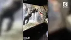 Rekaman Gorila yang menirukan gerakan pelatihnya.