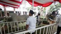 Hewan Kurban sapi milik Presiden dan Wakil Presiden yang di berikan kepada pengurus Masjid Istiqal, Jakarta, Jumat (1/9). Sapi tersebut beratnya 1,5 Ton untuk Presiden dan 1,3 Ton Wakil Presiden. (Liputan6.com/JohanTallo)