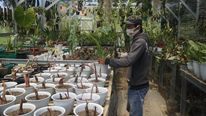 Kecantikan Tanaman Hias Selamatkan Ekonomi Warga Mamasa Di Masa Covid 19 Regional Liputan6 Com