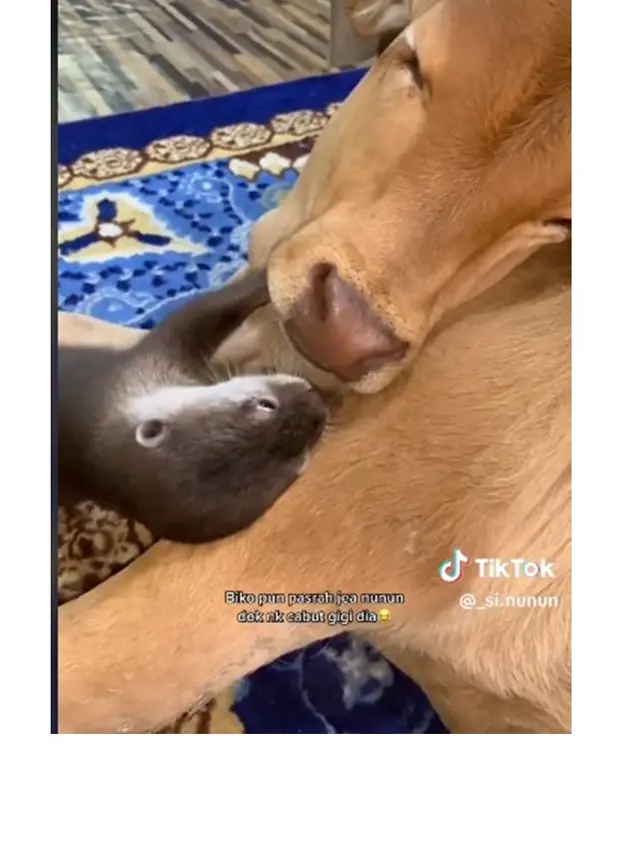 Aksi Berang-berang Ganggu Tidur Anak Sapi di Dalam Rumah Ini Jadi Sorotan