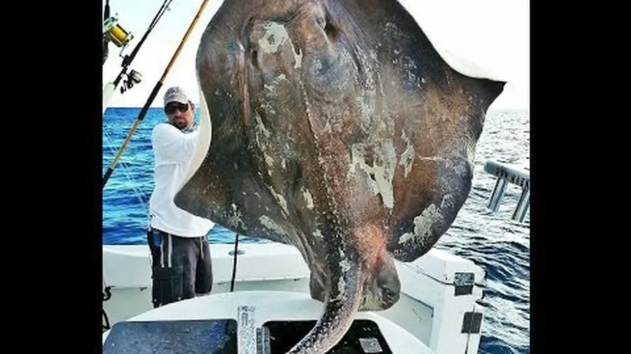 Ikan misterius superbesar. (BlackSportsOnline)