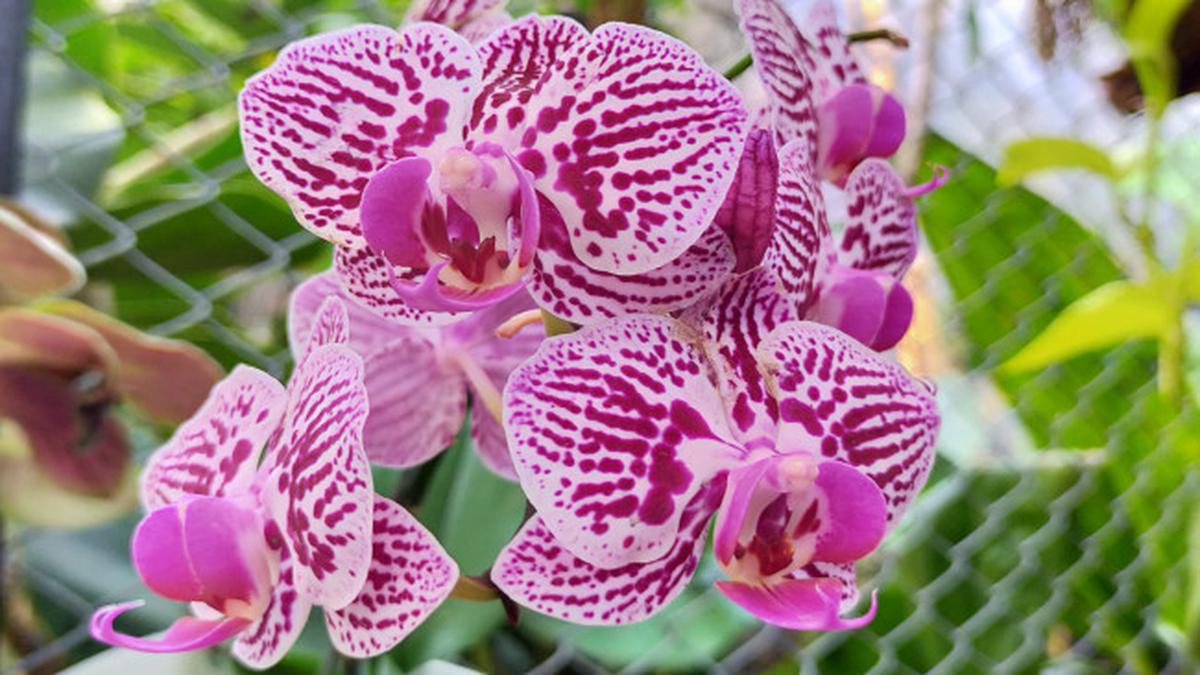 7 Cara Budidaya Anggrek Bulan dari Biji hingga Berbunga untuk Pemula, Ini Tahapannya