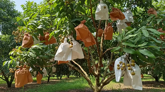 Kapan Waktu Terbaik Berongsong Kelengkeng supaya Cepat Besar dan Tidak Rontok
