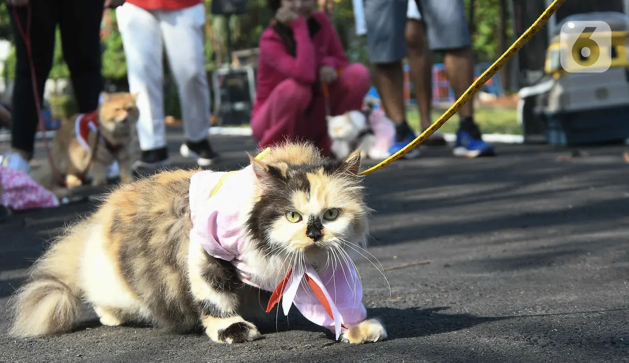 Warga membawa kucing peliharaannya pada acara fashion  show kucing rumahan di Lapangan Kolaborasi Komplek Ikip, Duren Sawit, Jakarta, Minggu (14/8/2022). Acara fashion show yang merupakan rangkaian dari kegiatan HUT Kemerdekaan Republik Indonesia ke 77 dan sebagai wadah berkumpulnya komunitas pecinta kucing di Jakarta Timur. (Liputan6.com/Herman Zakharia)