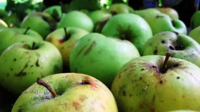 Buah segar 2
