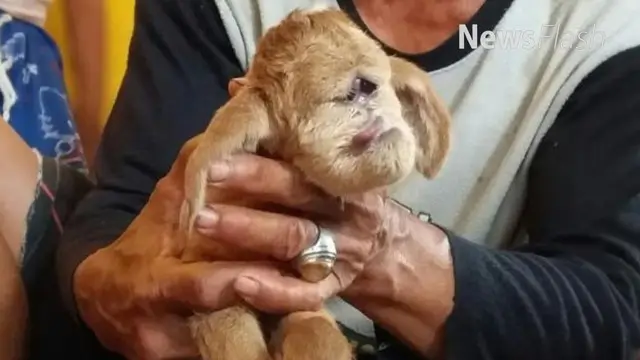 Warga Kampung Gabus Rawa RT 05 RW 06, Desa Srijaya, Tambun Utara, Kabupaten Bekasi, mendadak geger kelahiran anak kambing yang tidak wajar