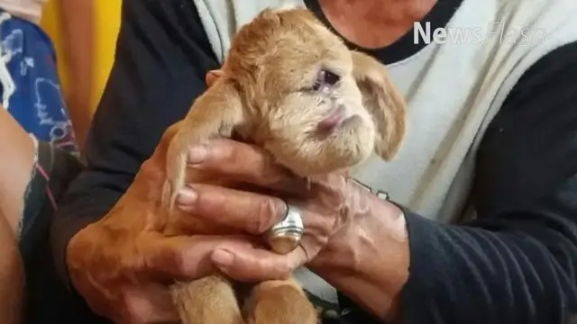 NEWS FLASH: Warga Bekasi Geger Lihat Anak Kambing Berwajah Anjing