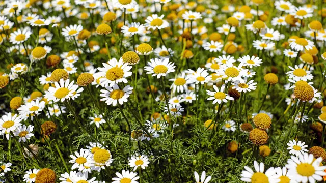 ilustrasi bunga yang bisa dimakan/pexels