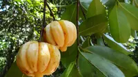 8 Manfaat Buah Garcinia Cambogia bagi Kesehatan