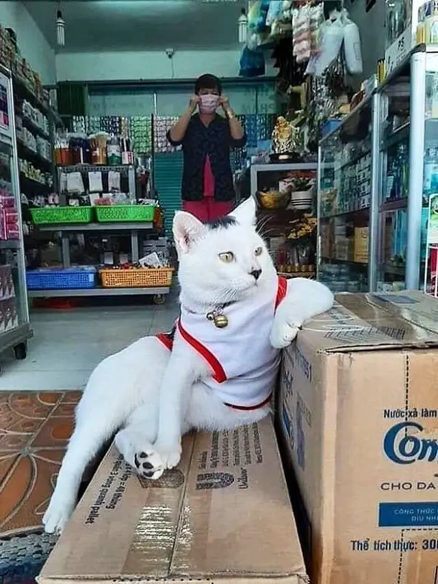 6 Aksi Kucing saat Jaga Warung Ini Lucu Bikin Geleng Kepala