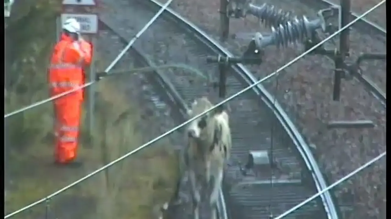 Foto sapi berjalan di jalur kereta api di Skotlandia. (ScotRail/Twitter)