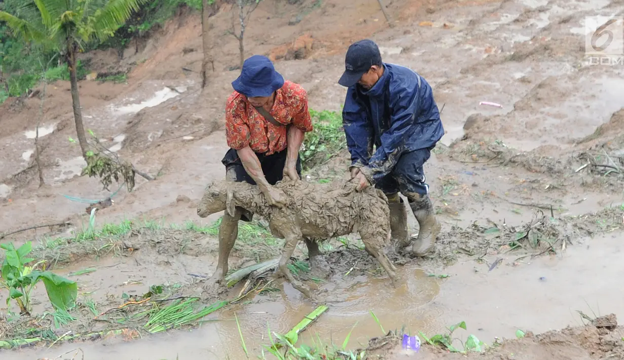 Warga menggiring seekor kambing yang diselamatkan dari timbunan longsor di Dusun Cimapag, Desa Sirnaresmi, Kecamatan Cisolok, Sukabumi, Selasa (1/1). Hingga Selasa dini hari, dua orang ditemukan meninggal dan tiga luka-luka. (merdeka.com/Arie Basuki)