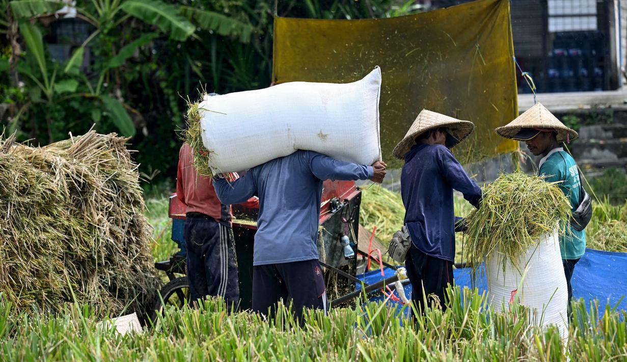 Situasi ini didukung pengembangan padi gogo di lahan kering seperti di wilayah Karangasem. Tampak dalam foto, para petani sedang mengirik padi hasil panen di Denpasar, Bali, pada Kamis 30 April 2026. (SONNY TUMBELAKA/AFP)