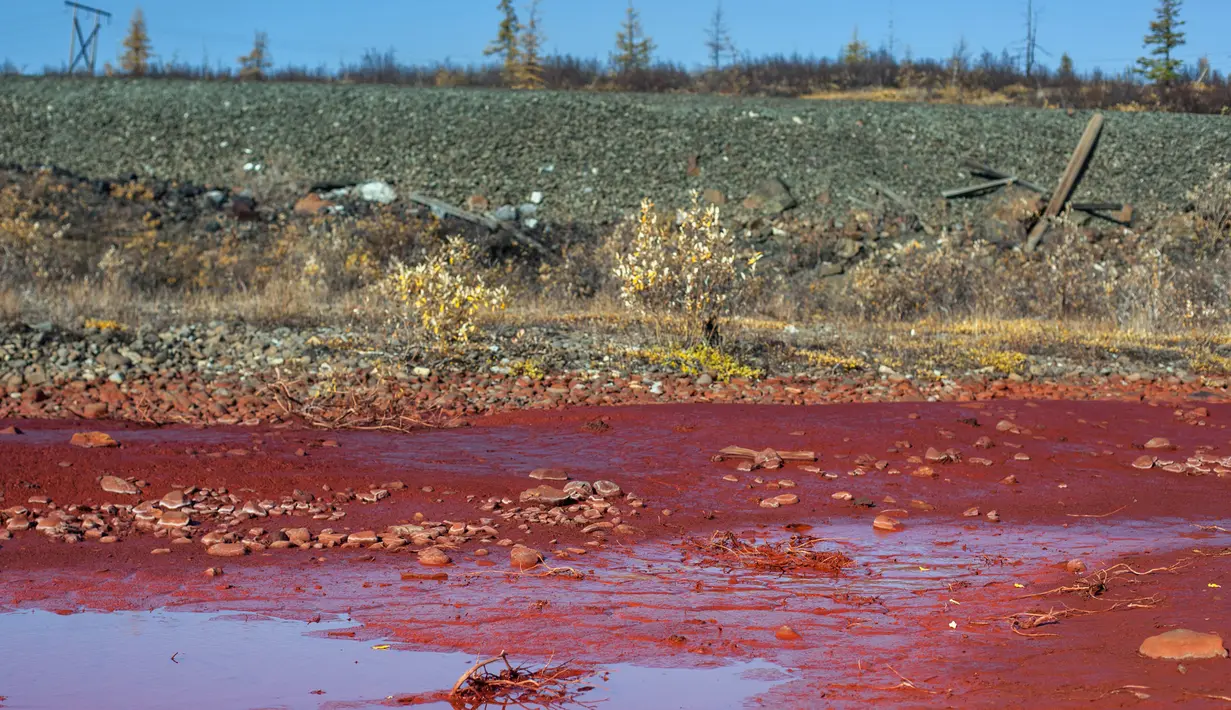 Genangan air di sekitar tepi sungai Daldykan berwarna merah darah akibat tercemar di Krasnoyarsk, Rusia, 8 September 2016. Sungai itu berubah menjadi merah karena tumpahan nikel yang hanyut dari pabrik nikel terbesar di dunia, Norilsk Nickel (AFP PHOTO)