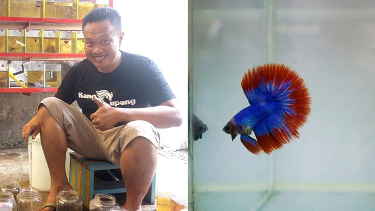 Berawal dari Hobi, Pria Ini Raup Untung Besar dari Cupang di Tengah Pandemi