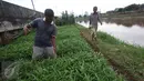 Warga merawat tanaman kangkung yang ditanam di bantaran Kanal Banjir Barat, Jakarta, Rabu (29/3). Adanya lahan kosong di kawasan tersebut dimanfaatkan warga untuk bercocok tanam. (Liputan6.com/Immanuel Antonius)