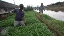 Warga merawat tanaman kangkung yang ditanam di bantaran Kanal Banjir Barat, Jakarta, Rabu (29/3). Adanya lahan kosong di kawasan tersebut dimanfaatkan warga untuk bercocok tanam. (Liputan6.com/Immanuel Antonius)