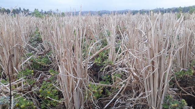 Ilustrasi - Sawah di musim kemarau. (Foto: Liputan6.com/Muhamad Ridlo)