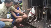 Dokter hewan mengambil contoh darah anjing Pitbull yang dititikan di Jalan Irian Jaya, Kota Malang, Jawa Timur (Zainul Arifin/Liputan6.com)