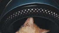 6 Kandang Kucing Ini Nyeleneh Banget, Bikin Tepuk Jidat (1cak)