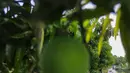 Budidaya mangga Agrimania di Mangoes Centre ini merupakan salah satu program  unggulan CSR PT KPI Unit Balongan. (Liputan6.com/Angga Yuniar)