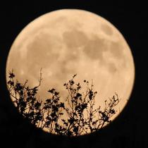 Sementara masyarakat di Eropa, Afrika, Australia bagian timur, hingga Selandia Baru juga masih bisa menyaksikan sebagian fase gerhana, termasuk momen puncaknya. Tampak dalam foto, bulannya purnama, yang juga dikenal sebagai “Blood Moon,” terlihat di atas Tehran pada 7 September 2025. (ATTA KENARE/AFP)