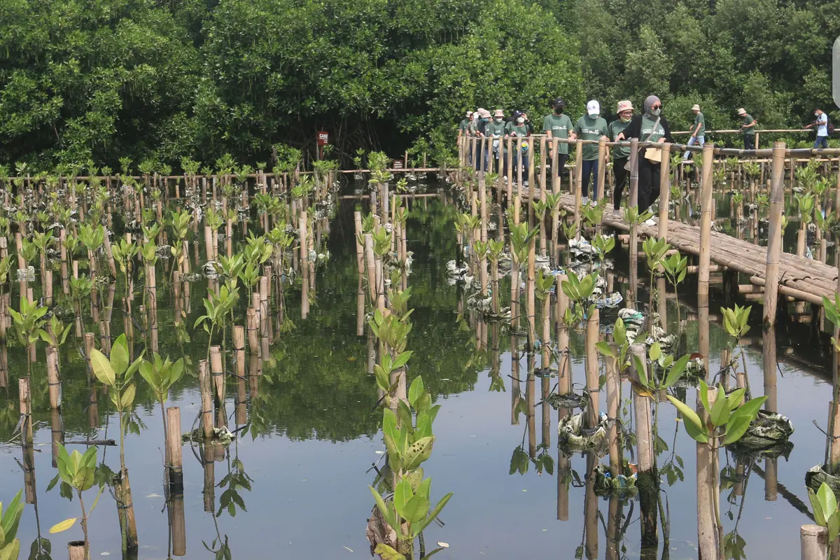 Melihat Kawasan Konservasi Alam Mangrove di Angke