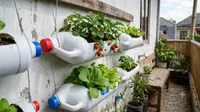 Cara Menyulap Sampah Plastik Rumah Tangga Menjadi Kebun Sayur Mini, Estetik Hemat Lahan