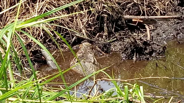Buaya muara bertelur di kebun sawit di Kabupaten Agam, Sumatera Barat. (Foto: Liputan6.com/Novia Harlina)