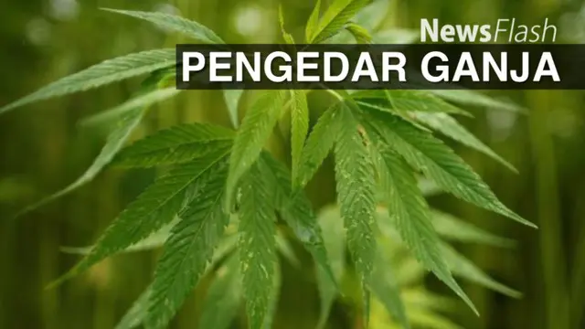 NEWS FLASH: Lolos dari Bandara Soetta Pengedar Ganja Ditangkap di Tebet