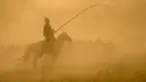 Seorang penggembala menangkap kuda dengan laso dalam atraksi budaya di sebuah pusat pembiakan kuda di Wilayah Ujimqin Barat, Xilin Gol, Daerah Otonom Mongolia Dalam, China utara, pada 31 Juli 2020. (Xinhua/Lian Zhen)