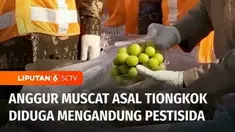 Ramai soal buah impor asal Tiongkok, anggur muscat diduga mengandung residu pestisida yang melebihi batas aman beredar di Thailand dan Malaysia. Badan Karantina Indonesia hingga BPOM dikerahkan guna memeriksa residu kimia anggur muscat yang beredar d...