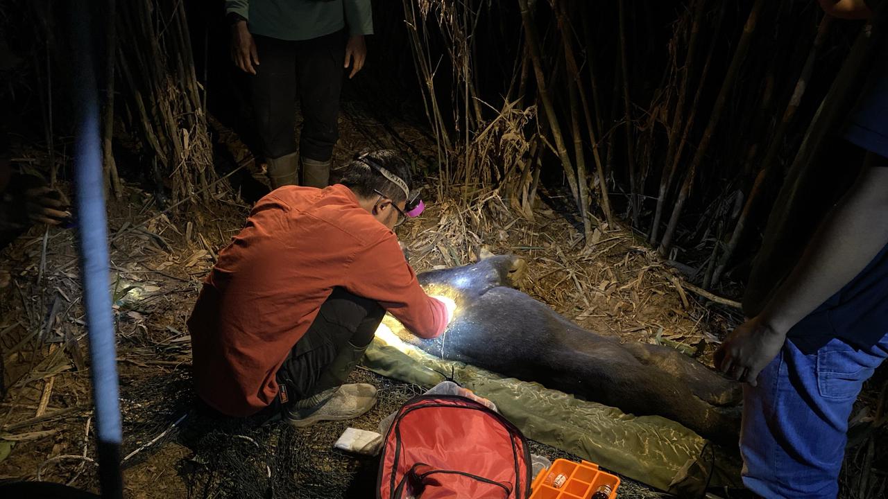 Petugas medis merawat luka tombak dan kaki beruang madu yang terjerat di Suaka Margasatwa Rimbang Baling.