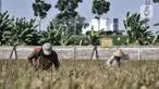 Aktivitas petani saat memanen padi di persawahan kawasan Rorotan, Jakarta, Kamis (30/7/2020). Rorotan merupakan wilayah di DKI Jakarta yang memiliki persawahan paling luas, yakni sekitar 420 hektare. (merdeka.com/Iqbal S. Nugroho)