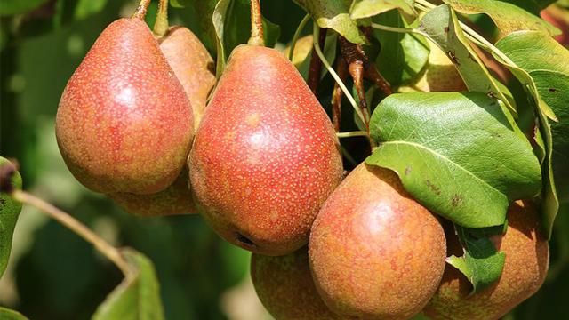 Kaya Vitamin, Pir Merah Bantu Jaga Kecantikan Kulitmu