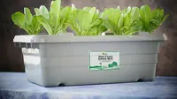 Yuk, Buat Pertanian Mini di Rumah