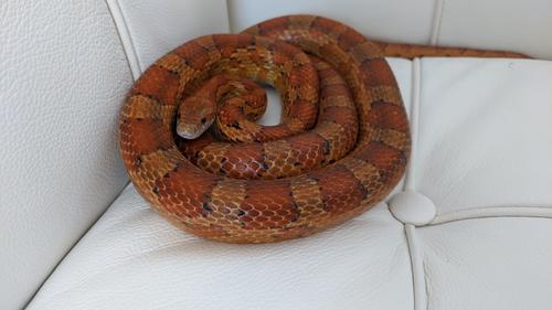 Jenis Ular Pemakan Tikus