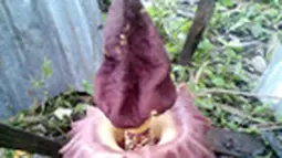 liputan6