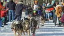 Rookie Victoria Hardwick dan gerombolan anjingnya mengikuti perlombaan kereta luncur anjing Trail Iditarod di Anchorage, 2 Maret 2019. Iditarod sudah menjadi tradisi di Alaska, sejak daerah ini belum menjadi negara bagian Amerika. (AP/Michael Dinneen)